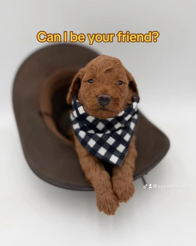A New Life Ranch LLC AKC Mini Poodles media 4