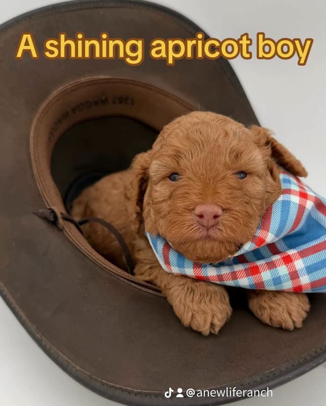 A New Life Ranch LLC AKC Mini Poodles media 2