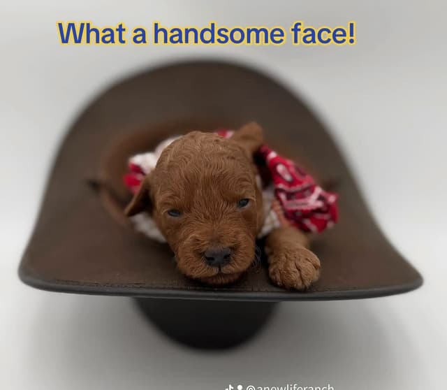 A New Life Ranch LLC AKC Mini Poodles media 2