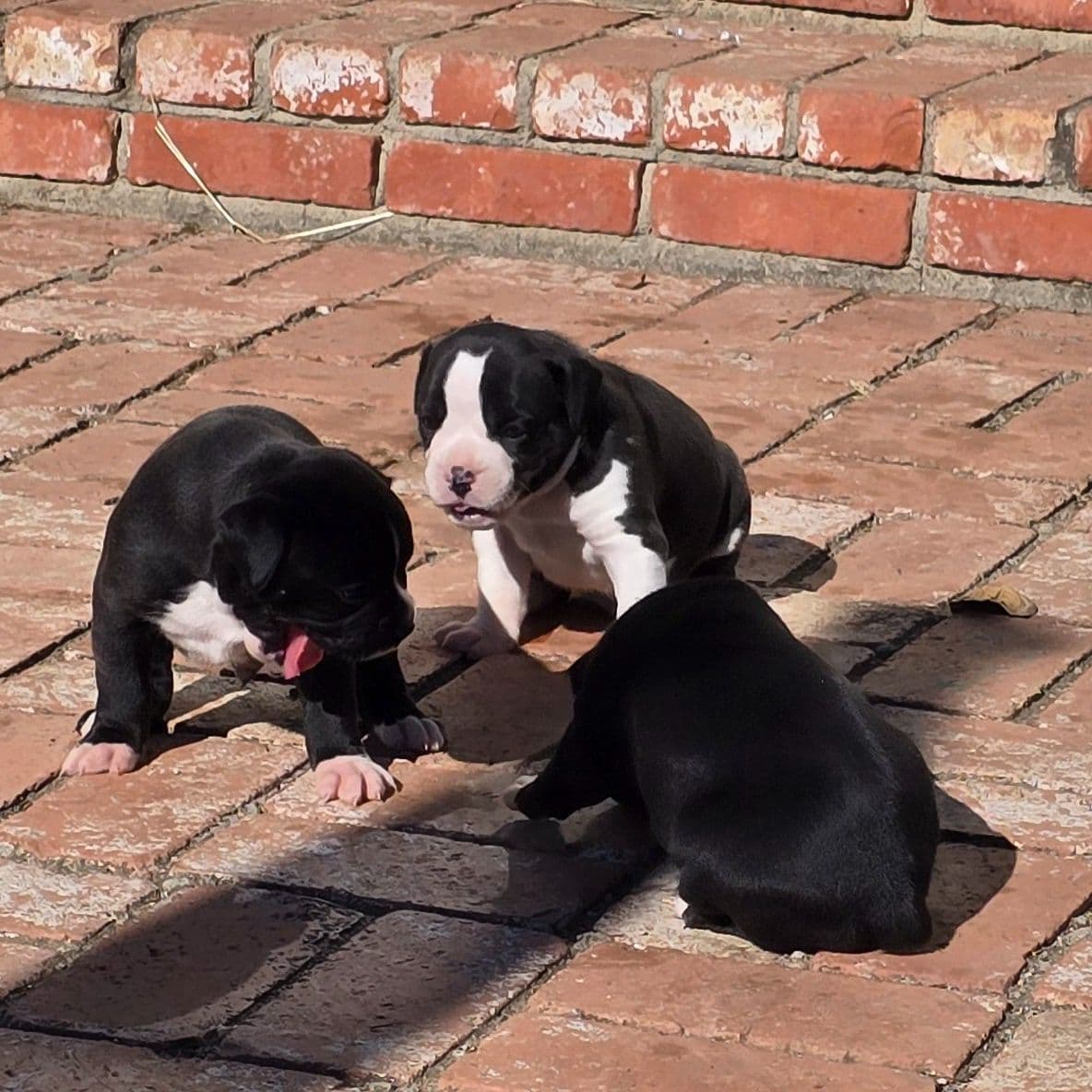 Boxer Puppies breeder image 1