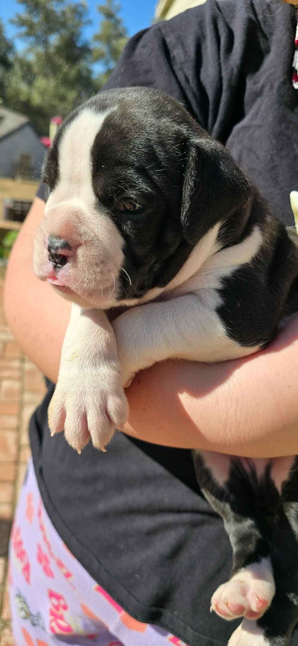 Boxer Puppies breeder image 5