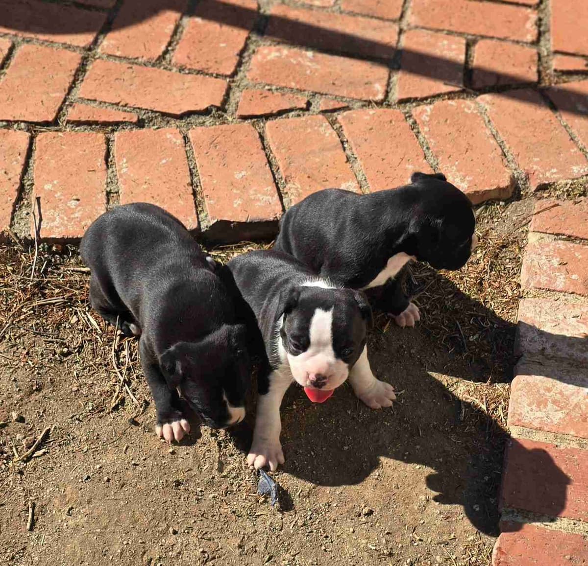Boxer Puppies breeder image 6