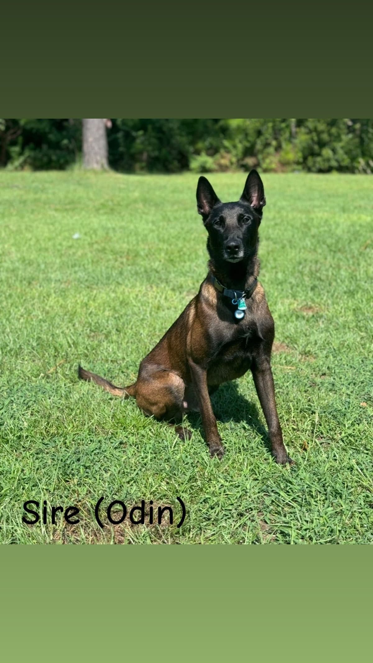Belgian Malinois Puppies breeder image 1