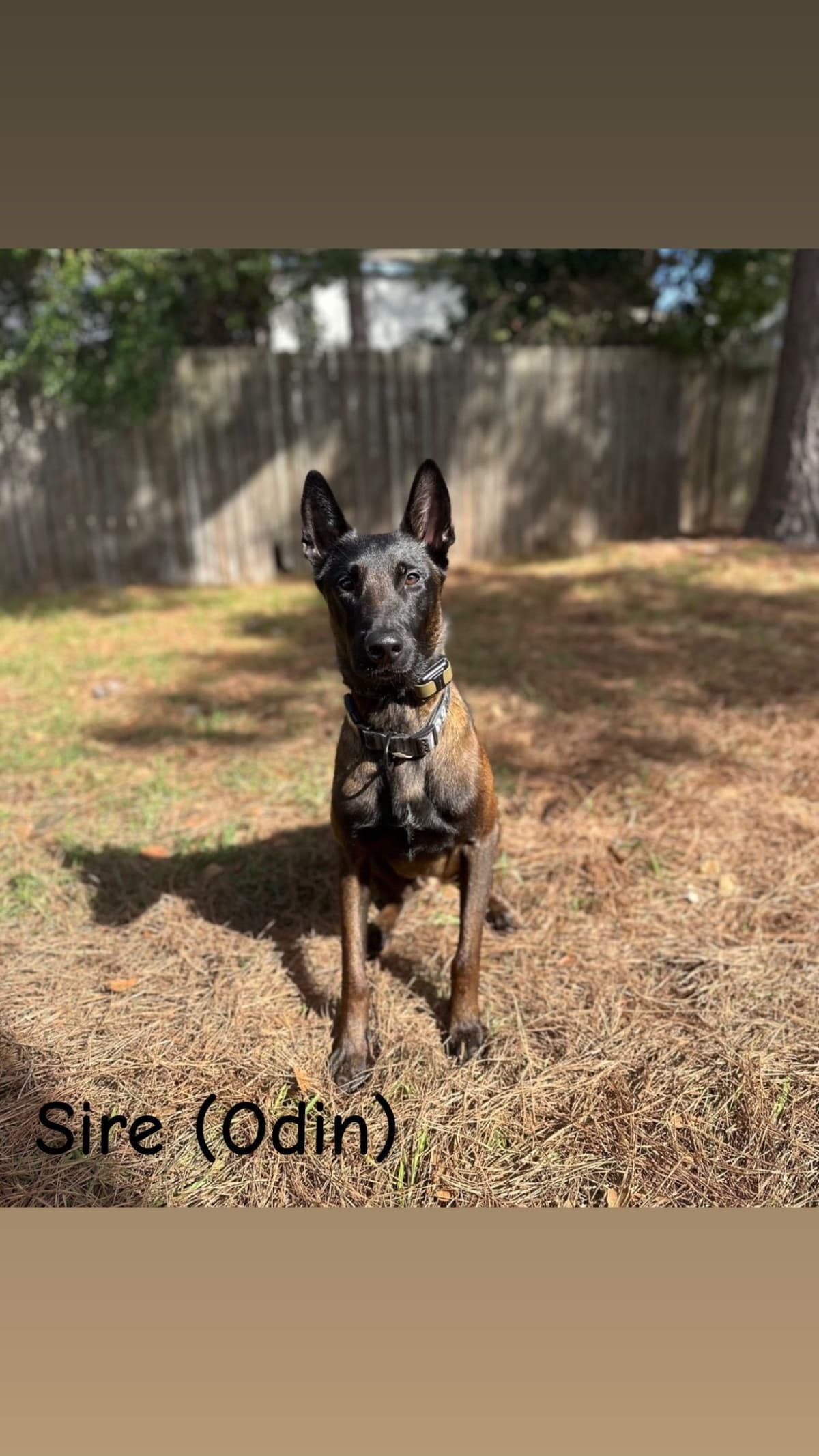 Belgian Malinois Puppies breeder image 3