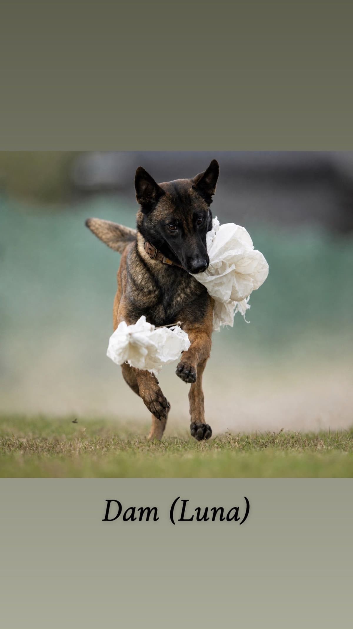 Belgian Malinois Puppies breeder image 5