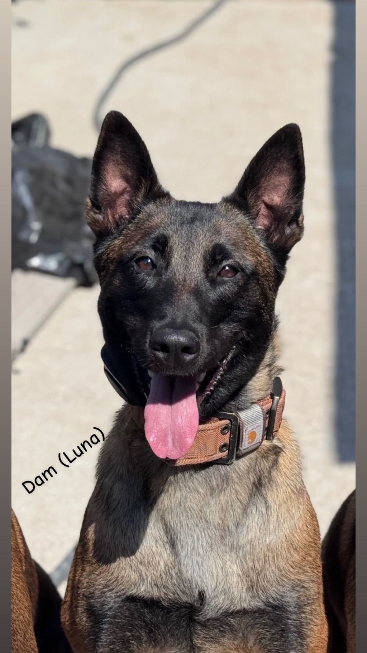 Belgian Malinois Puppies breeder image 6