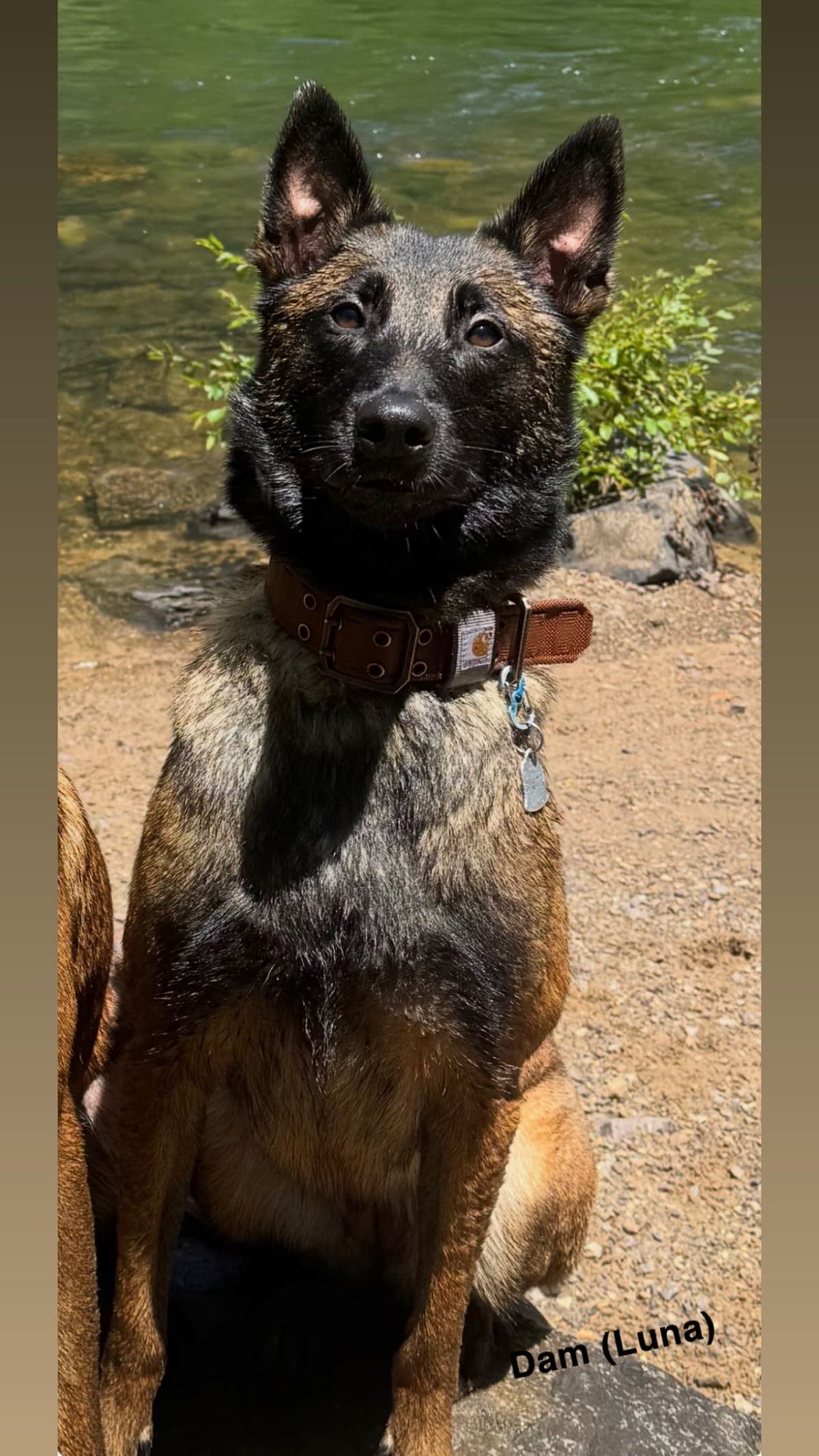 Belgian Malinois Puppies breeder image 7