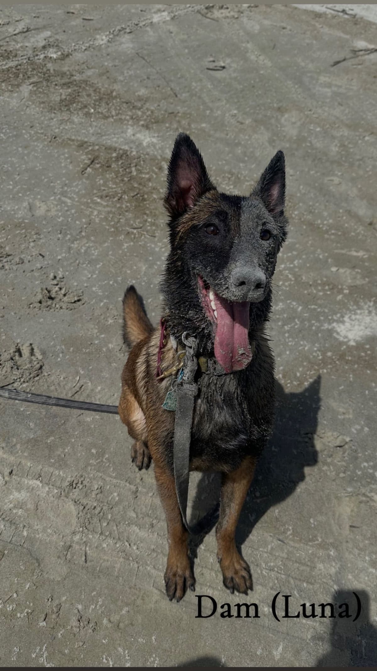 Belgian Malinois Puppies breeder image 8