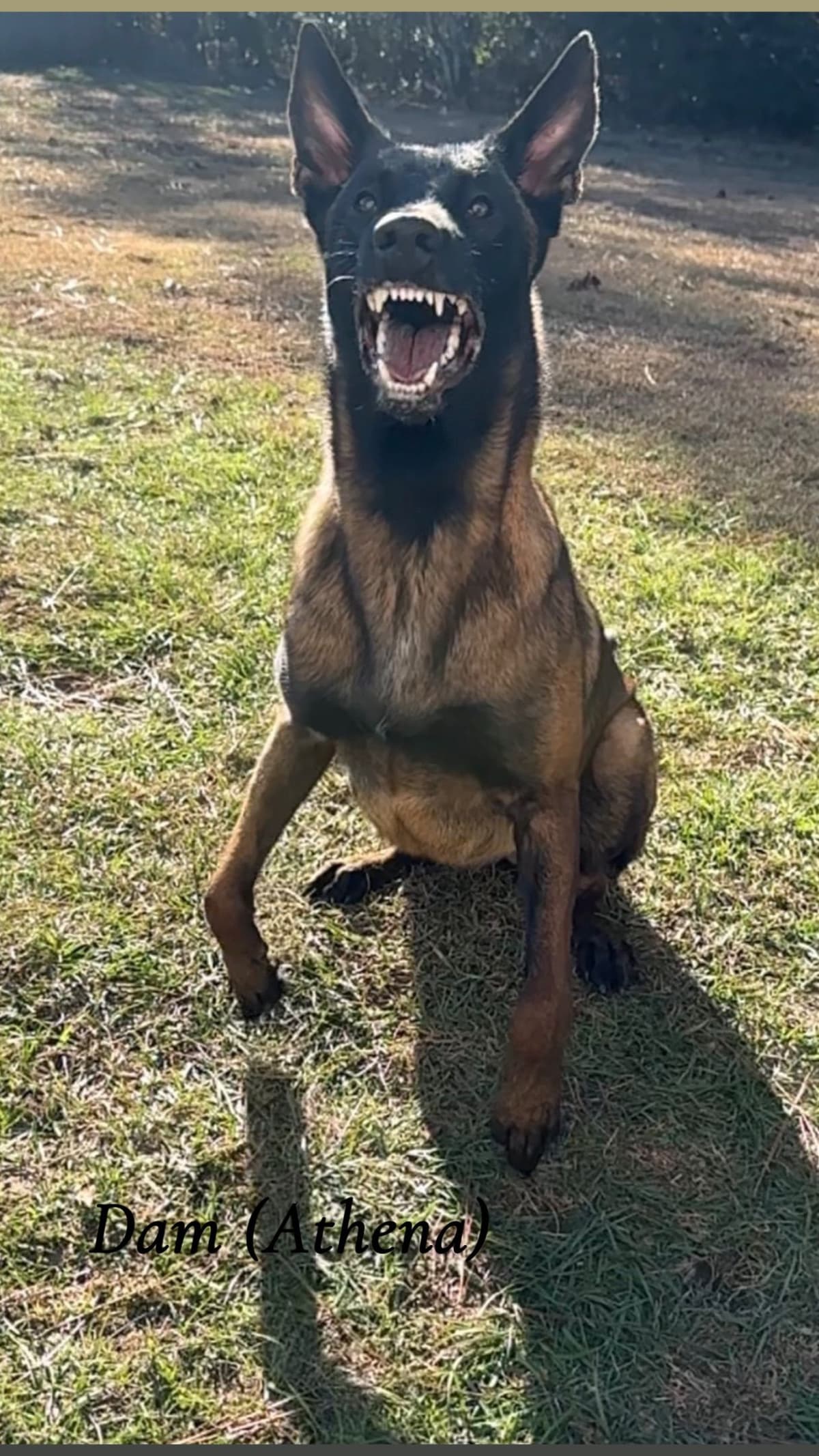Belgian Malinois Puppies breeder image 10
