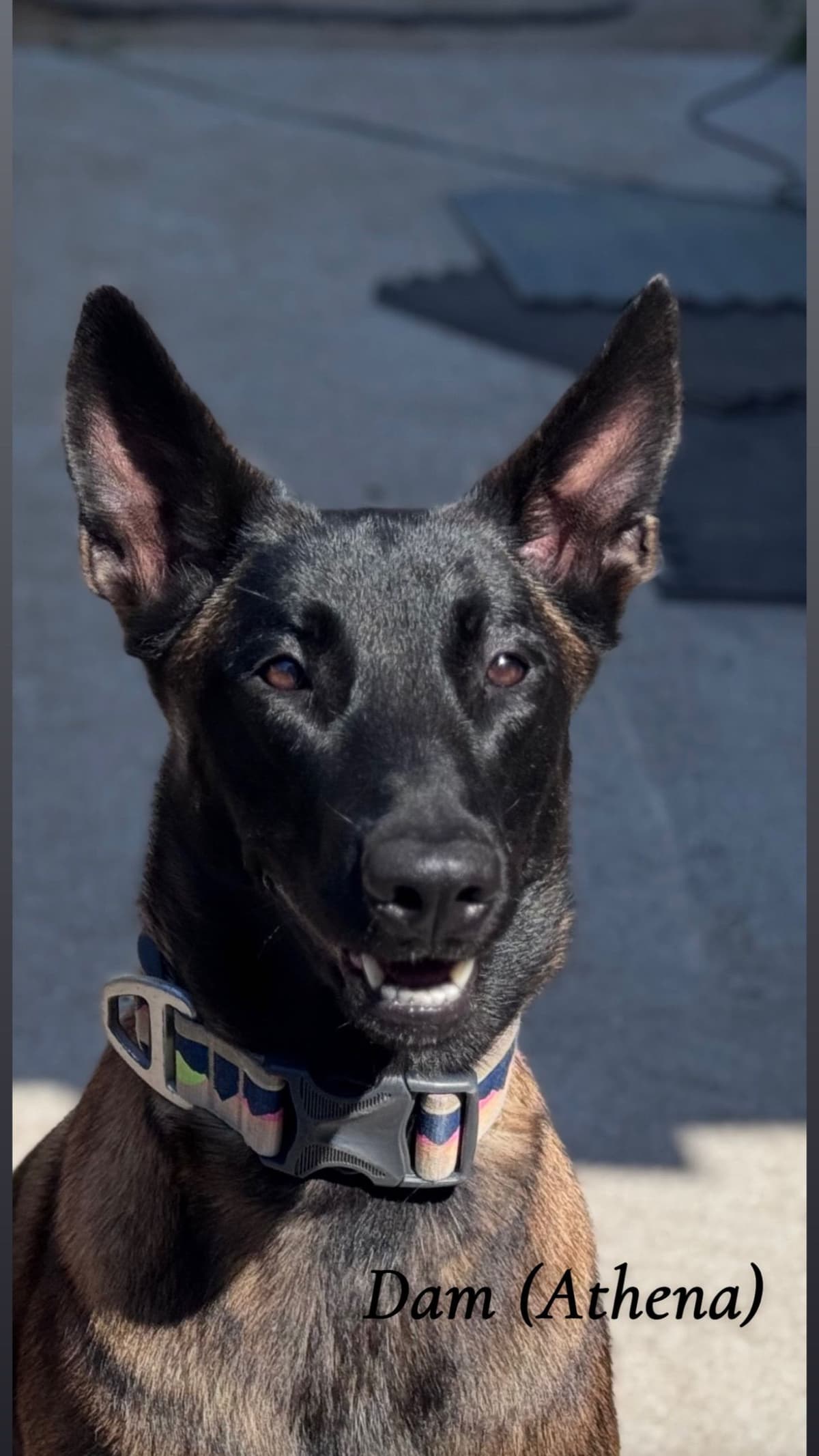 Belgian Malinois Puppies breeder image 11