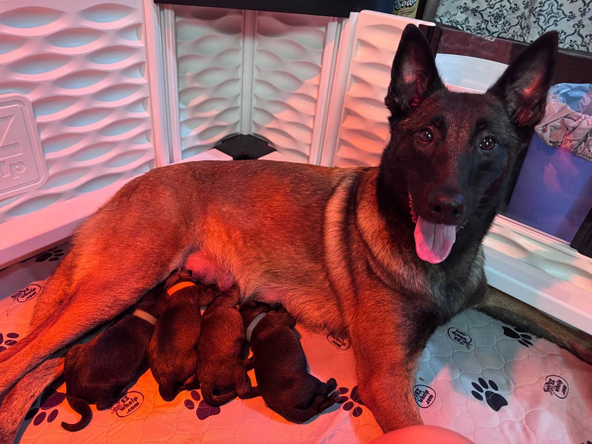 Belgian Malinois Puppies breeder image 12
