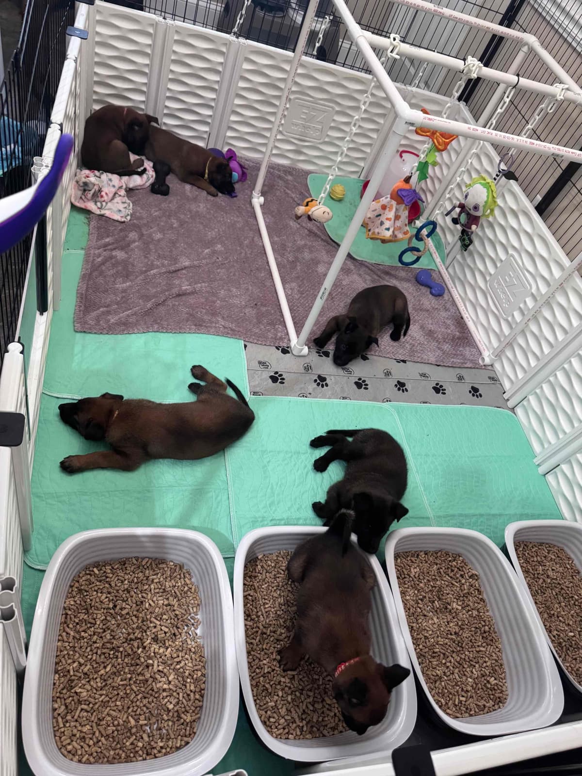 Belgian Malinois Puppies breeder image 13