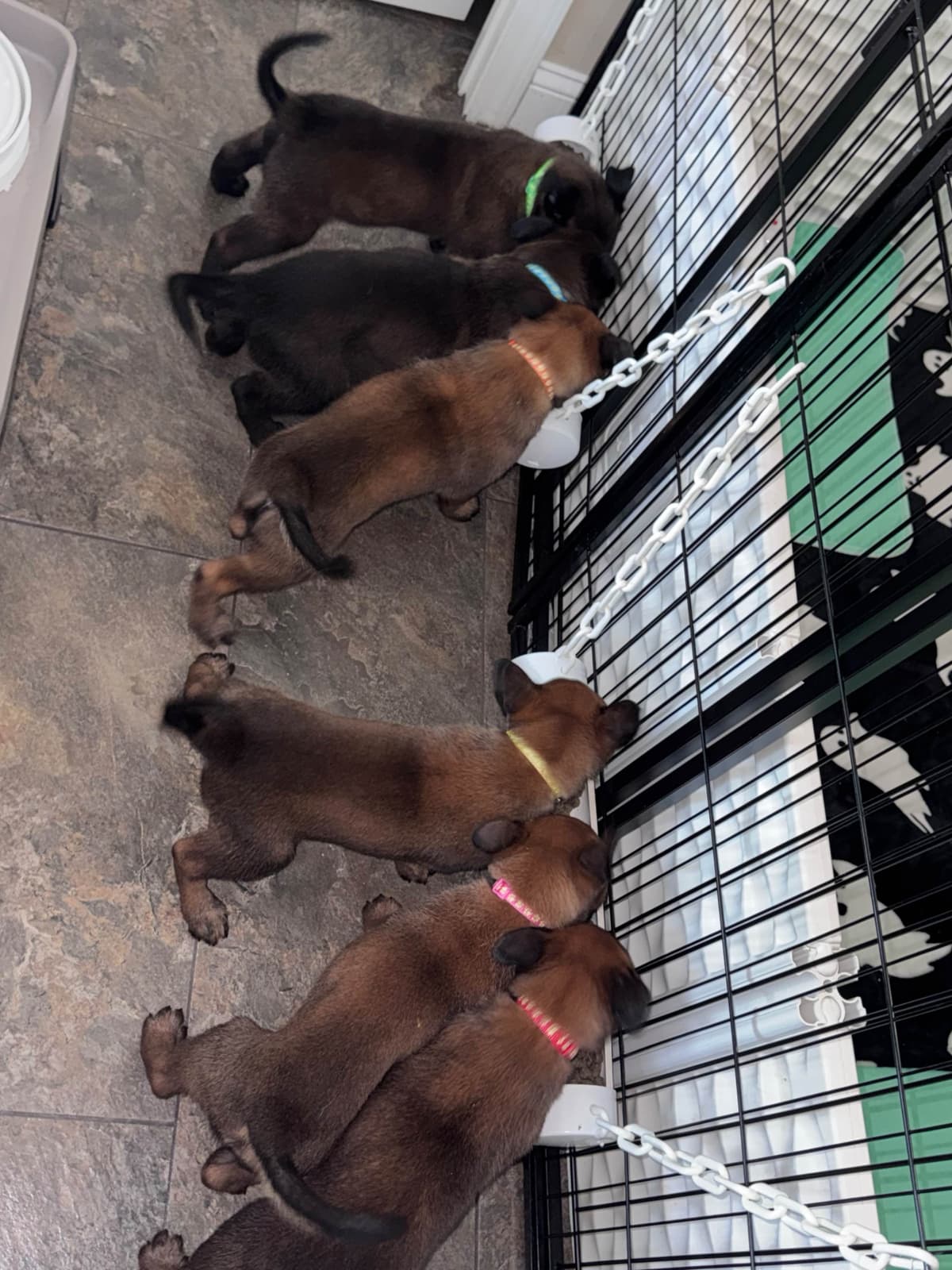 Belgian Malinois Puppies breeder image 14