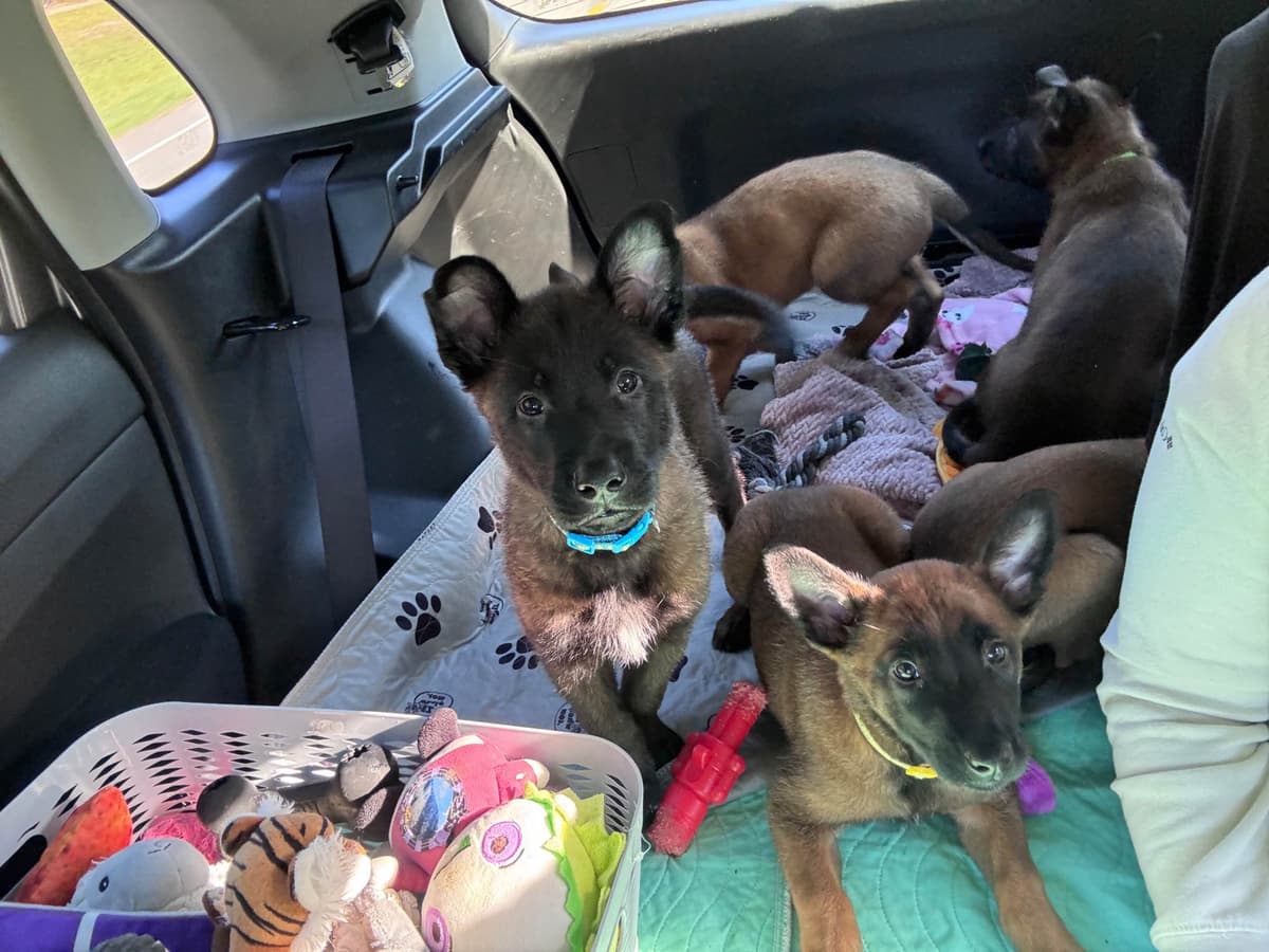 Belgian Malinois Puppies breeder image 15
