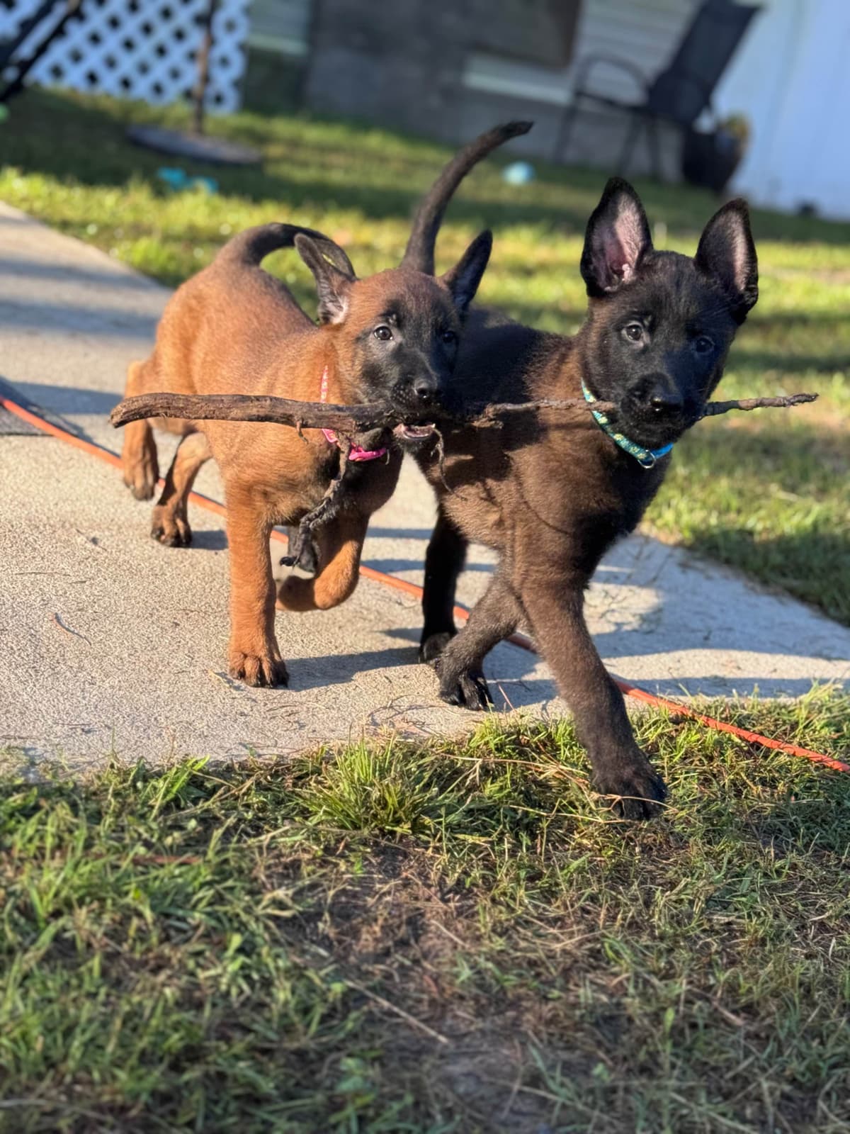 Belgian Malinois Puppies breeder image 16