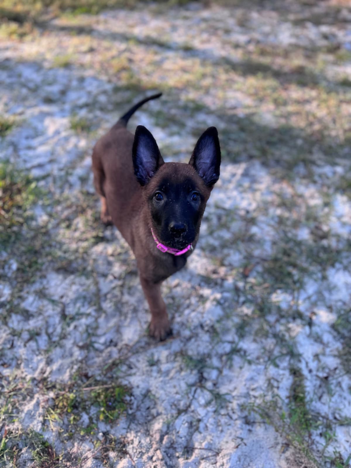 Belgian Malinois Puppies breeder image 17