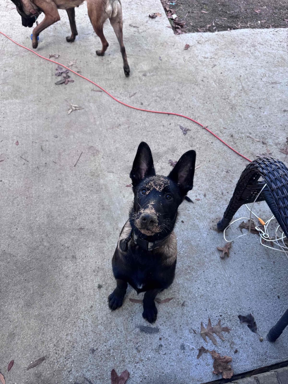 Belgian Malinois Puppies breeder image 19