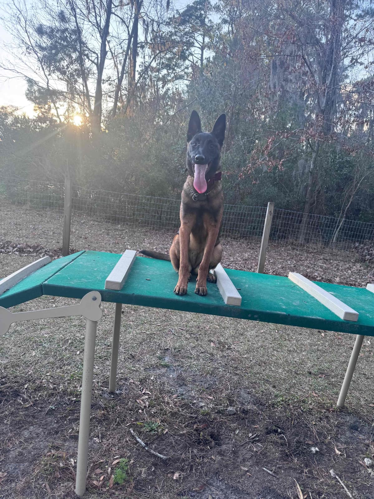 Belgian Malinois Puppies breeder image 20