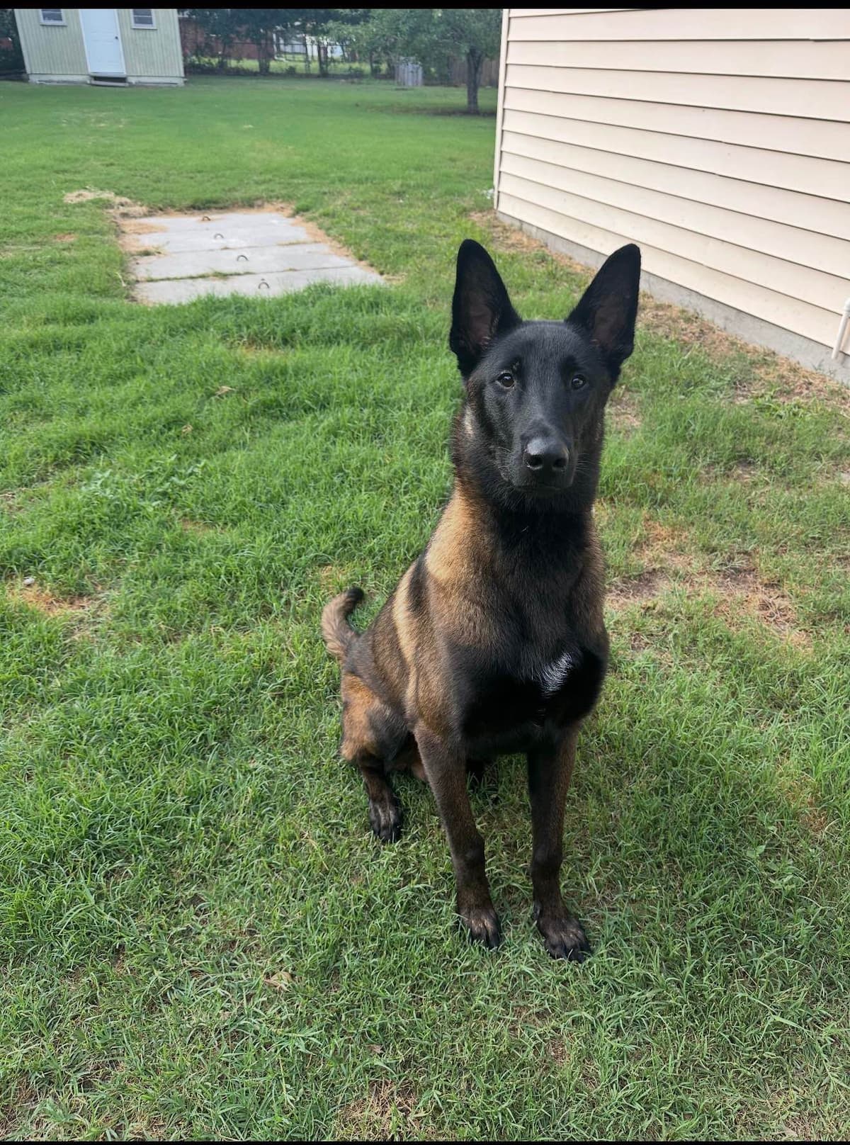 Belgian Malinois Puppies breeder image 21