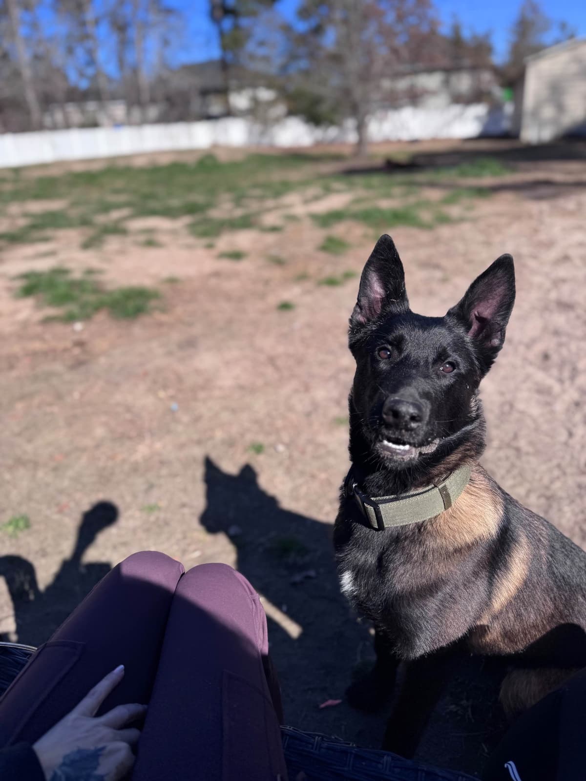 Belgian Malinois Puppies breeder image 22