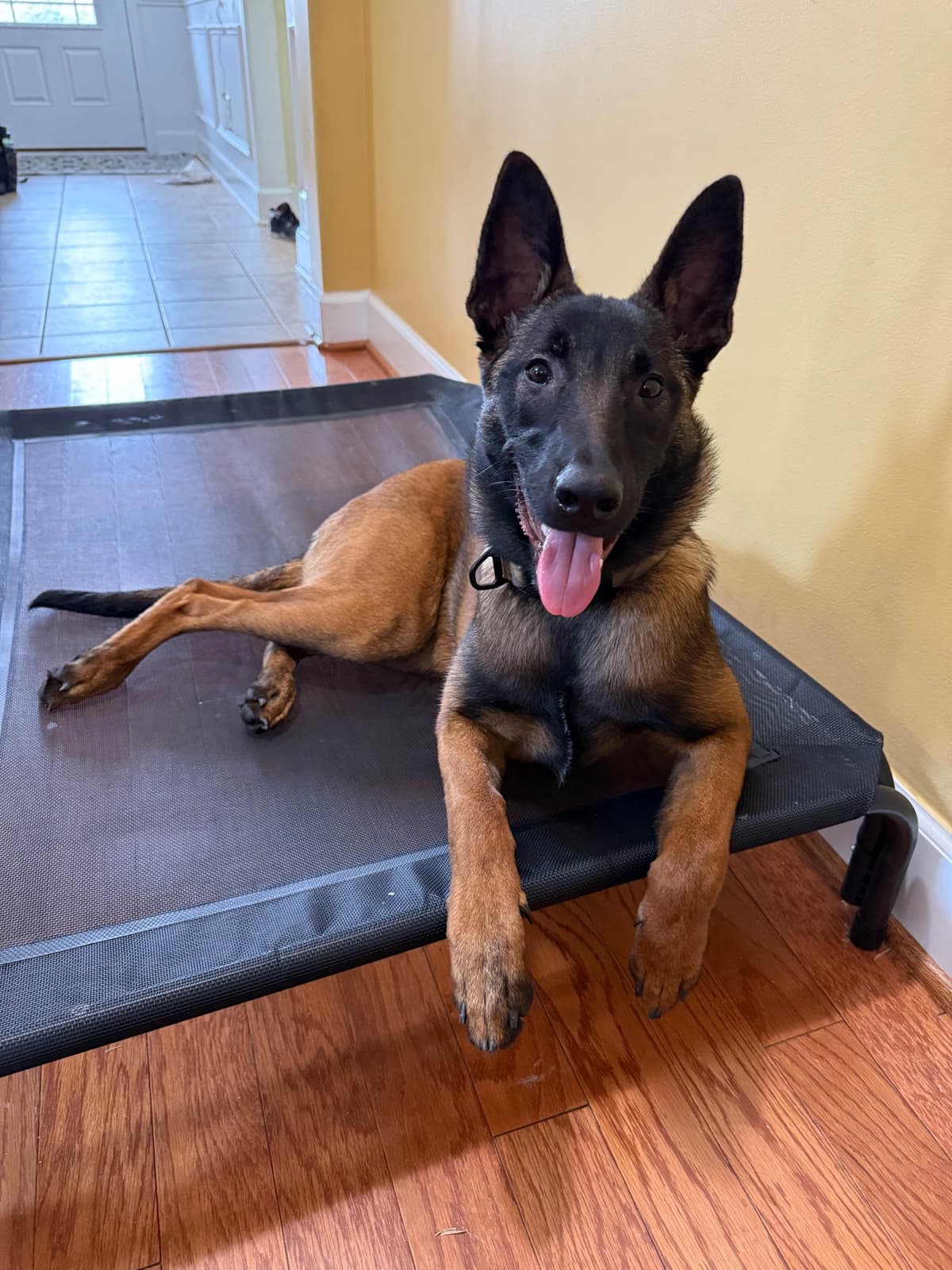 Belgian Malinois Puppies breeder image 23