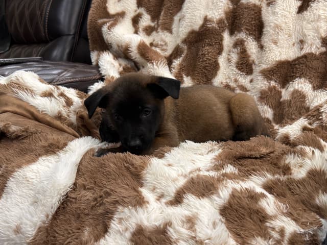 Belgian Malinois Puppies media 4