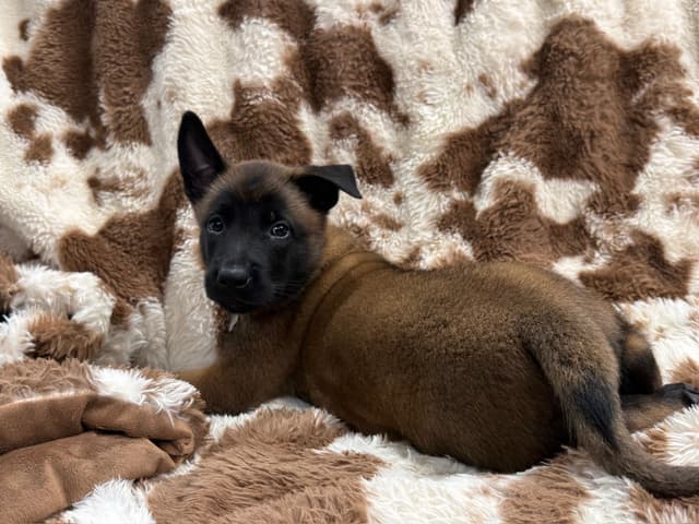 Belgian Malinois Puppies media 2