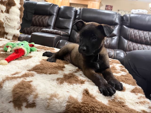 Belgian Malinois Puppies media 3
