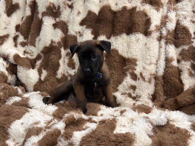 Belgian Malinois Puppies media 5