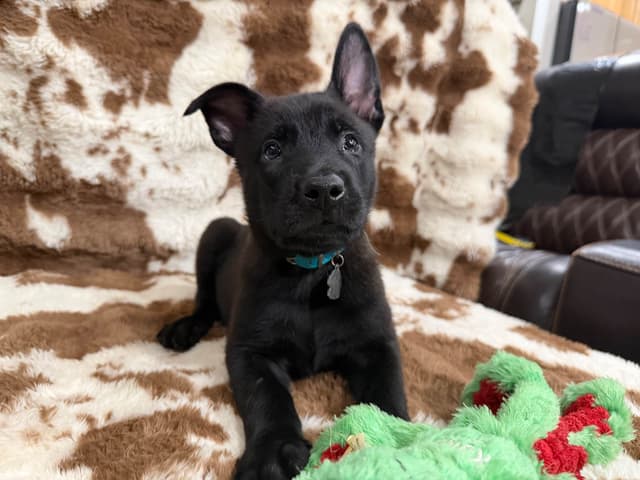 Belgian Malinois Puppies media 8