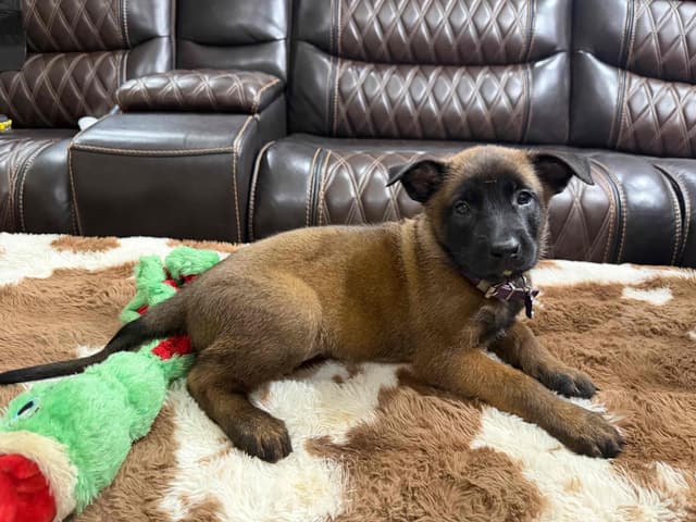 Belgian Malinois Puppies media 9