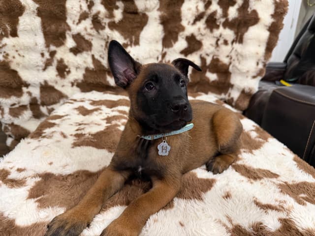 Belgian Malinois Puppies media 10