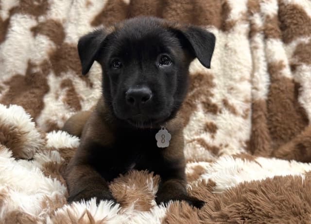 Belgian Malinois Puppies media 6