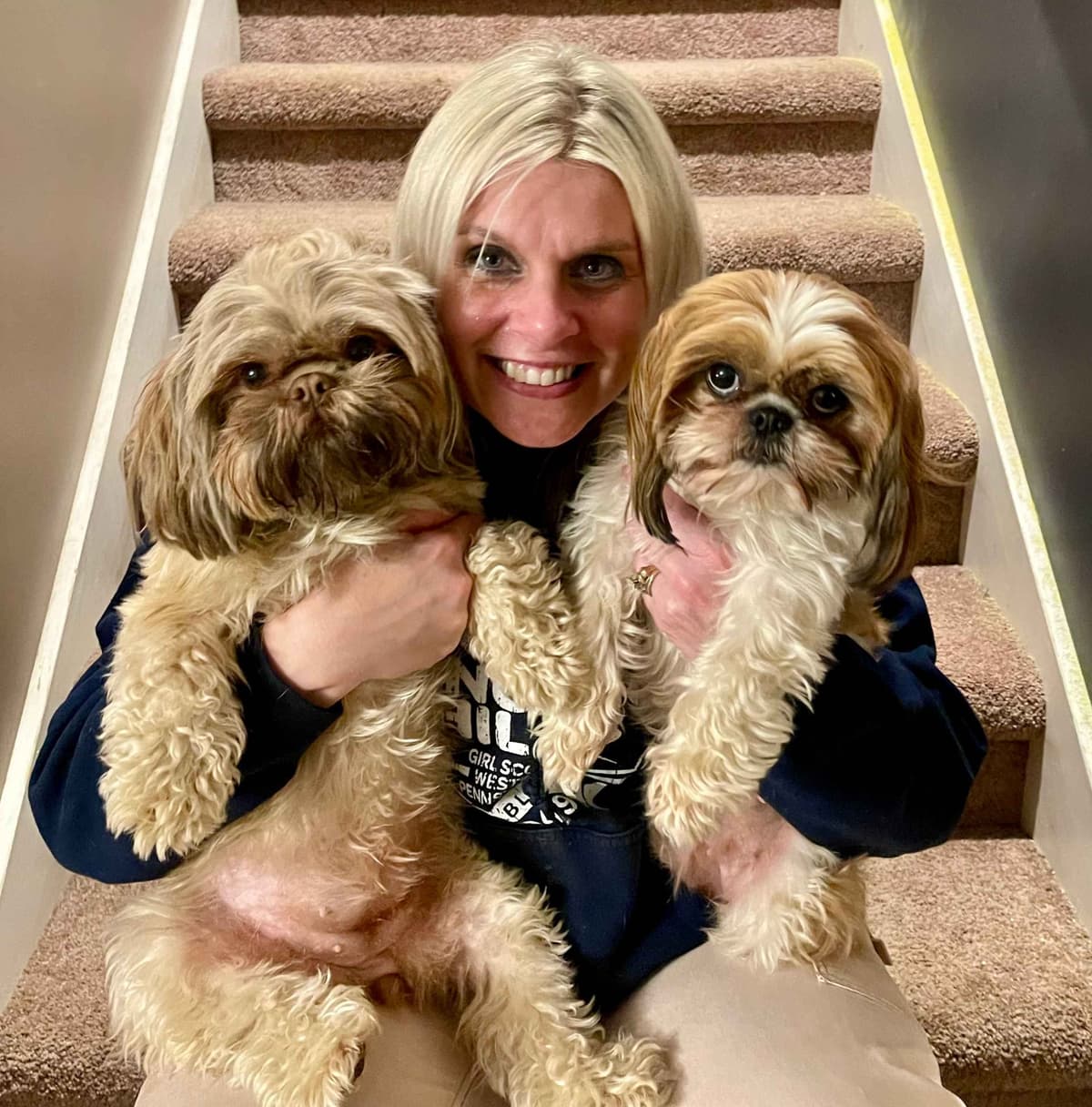 Shih Tzu Puppies breeder image 1