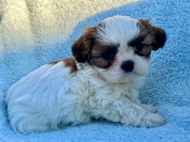 Shih Tzu Puppies media 6