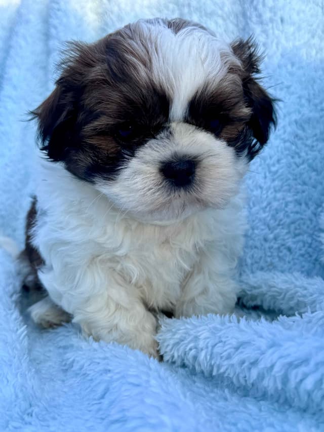 Shih Tzu Puppies media 2