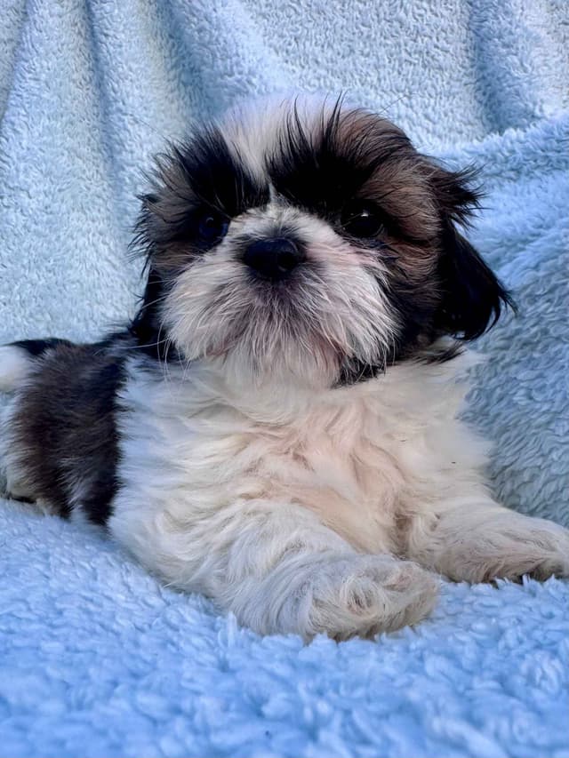 Shih Tzu Puppies media 4