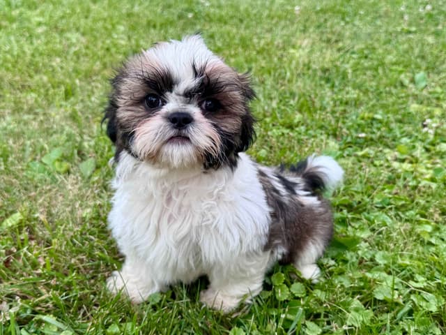 Shih Tzu Puppies media 3