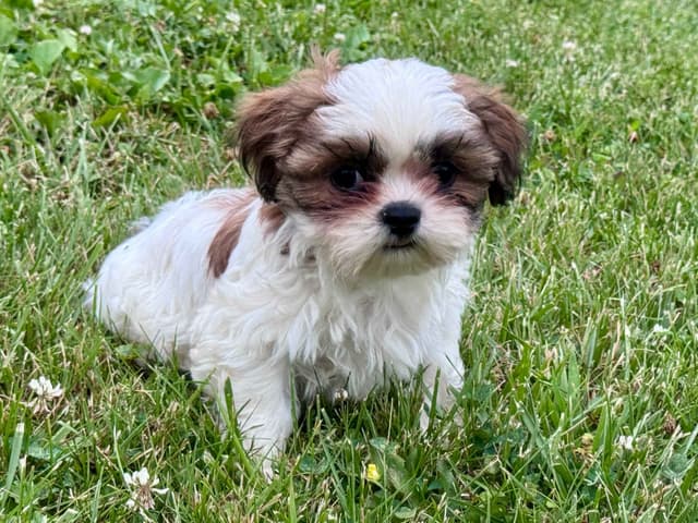 Shih Tzu Puppies media 5