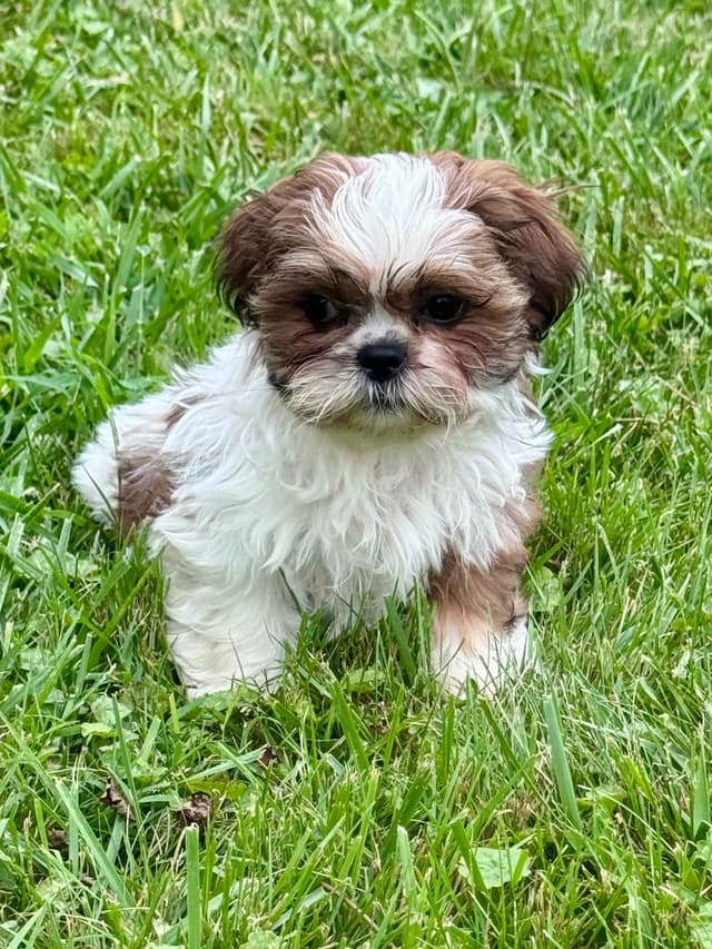 Shih Tzu Puppies media 3
