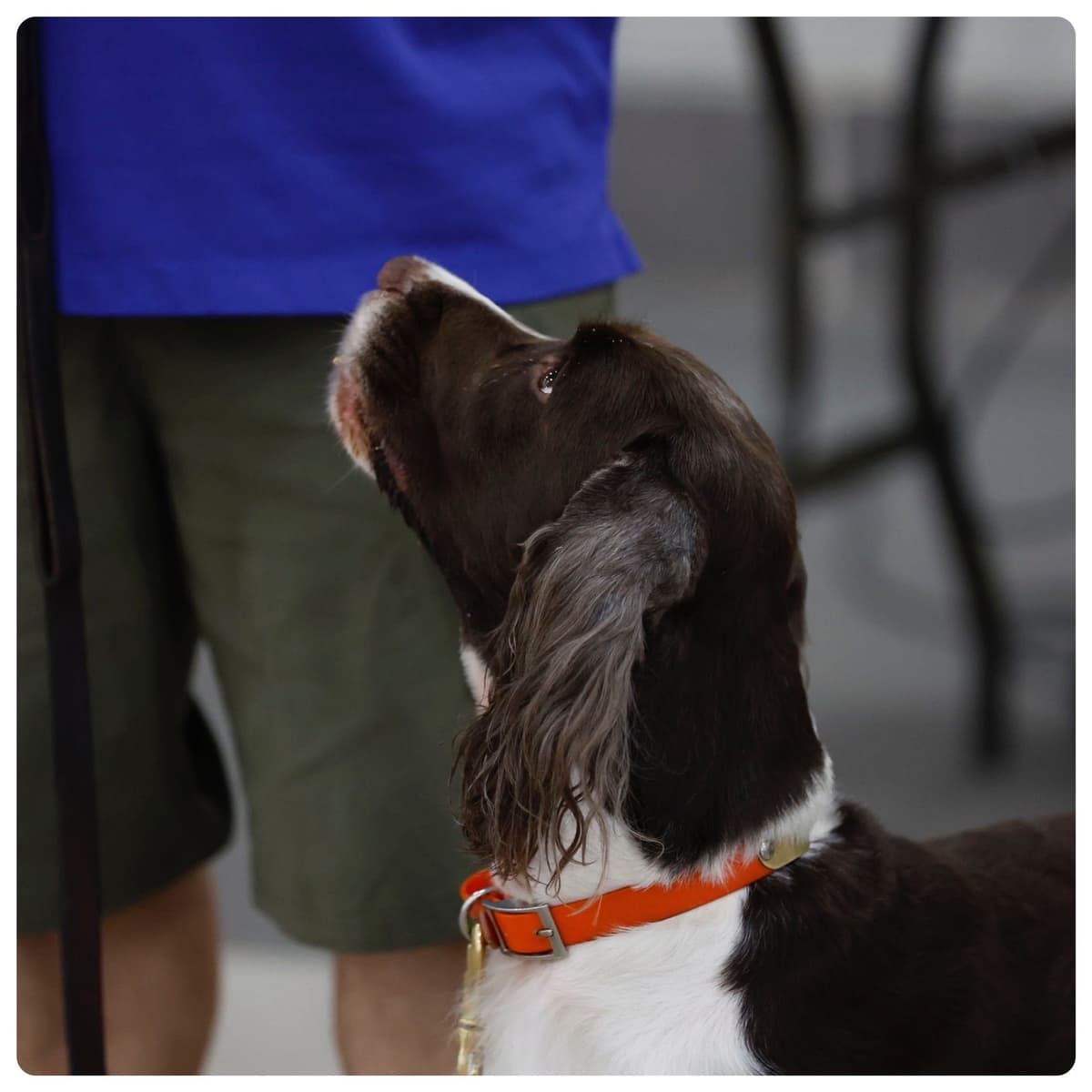 English Springer Spaniel Puppies — Champion-Sired, Health-Tested breeder image 15