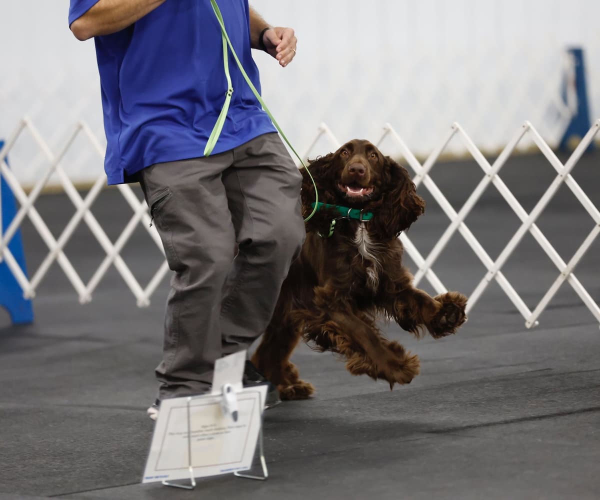 English Springer Spaniel Puppies — Champion-Sired, Health-Tested breeder image 16