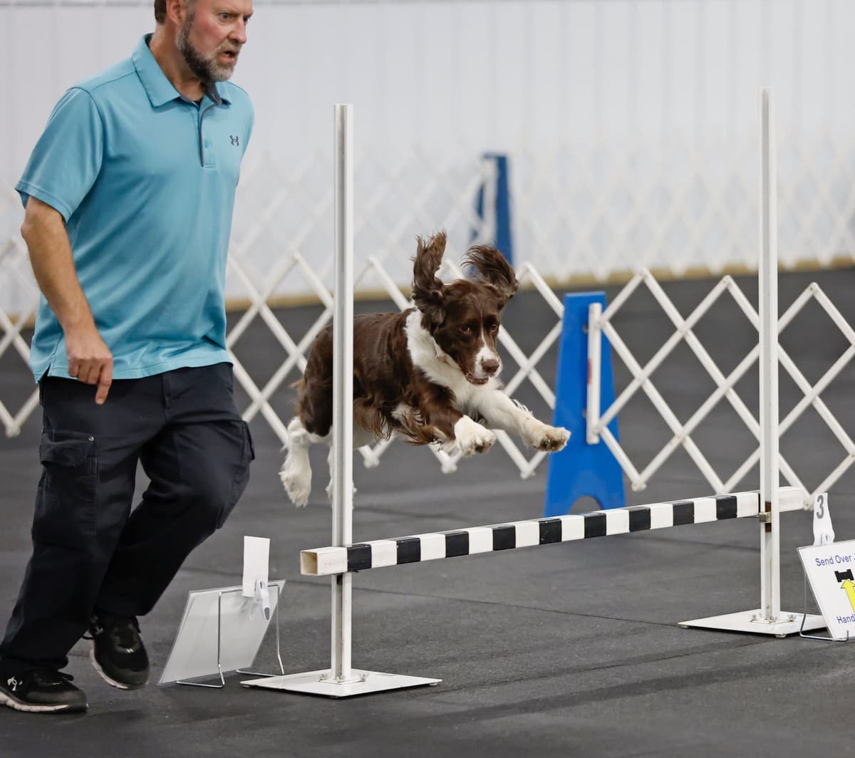 English Springer Spaniel Puppies — Champion-Sired, Health-Tested breeder image 14