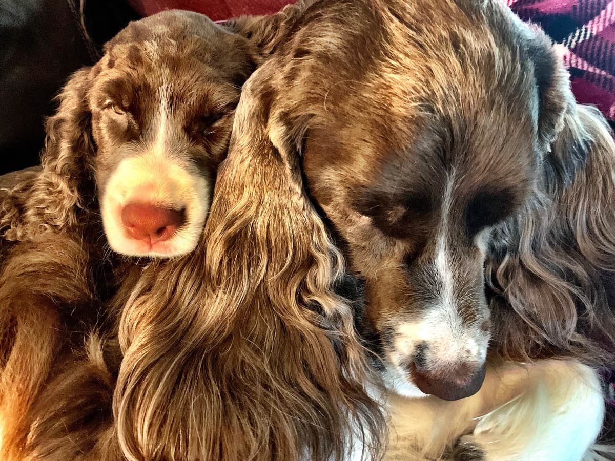 English Springer Spaniel Puppies — Champion-Sired, Health-Tested breeder image 12