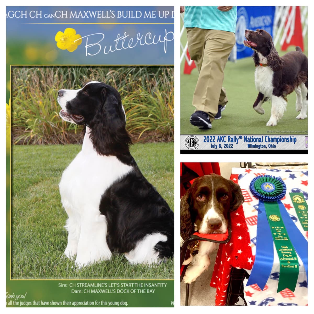 English Springer Spaniel Puppies — Champion-Sired, Health-Tested breeder image 13
