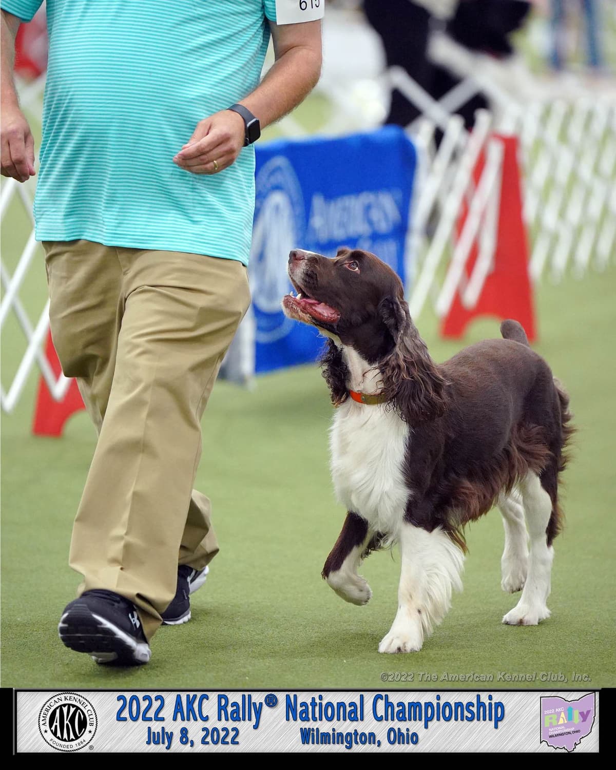 English Springer Spaniel Puppies — Champion-Sired, Health-Tested breeder image 17