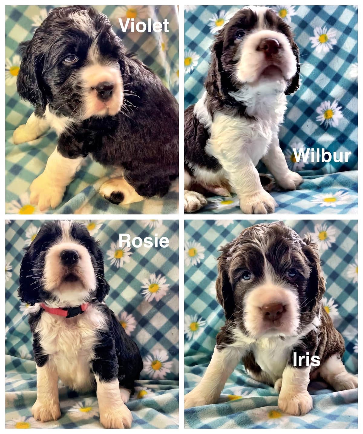 English Springer Spaniel Puppies — Champion-Sired, Health-Tested breeder image 18