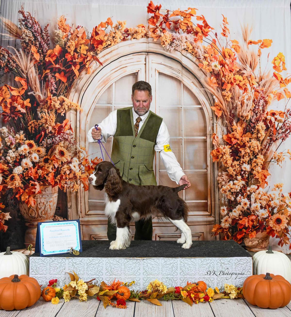 English Springer Spaniel Puppies — Champion-Sired, Health-Tested breeder image 4