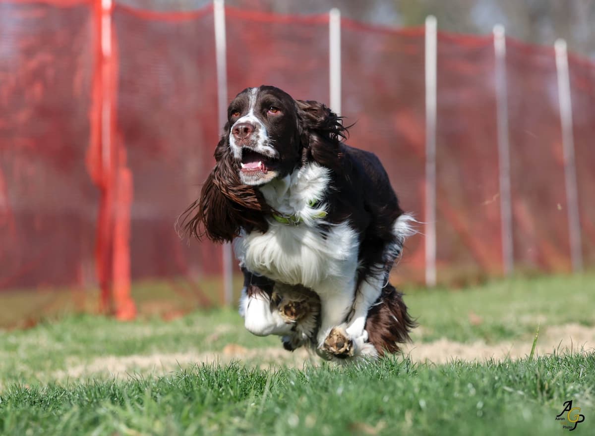 English Springer Spaniel Puppies — Champion-Sired, Health-Tested breeder image 7