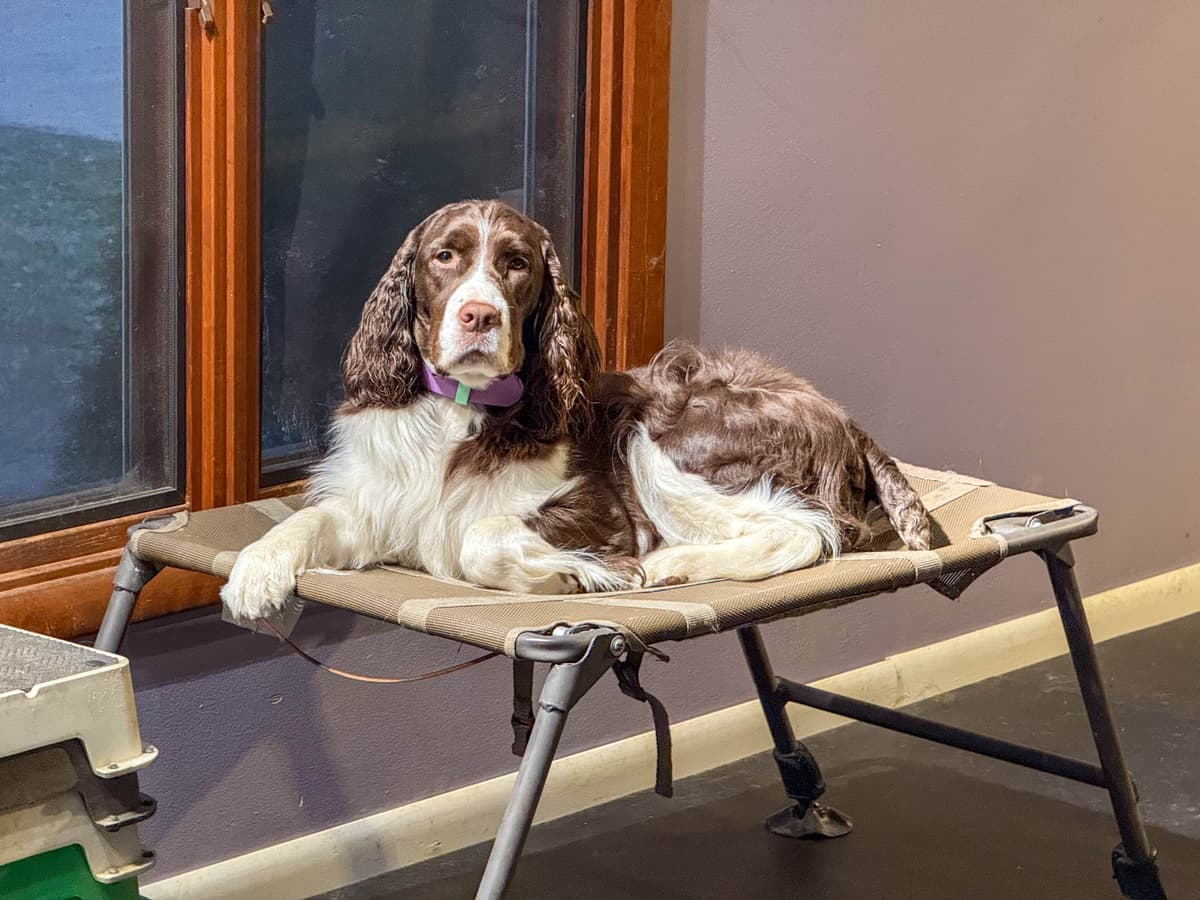 English Springer Spaniel Puppies — Champion-Sired, Health-Tested breeder image 10